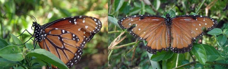 Mariposa Virrey y la mariposa Reina (Limenitis archippus y Danaus gillippus)